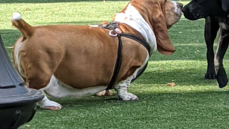 Church Square Park Dog Park - Hoboken, NJ