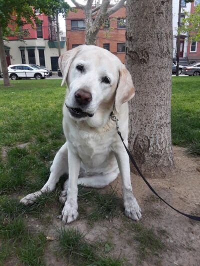 Church Square Park Dog Park - Hoboken, NJ