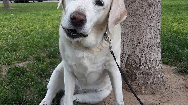 Church Square Park Dog Park - Hoboken, NJ