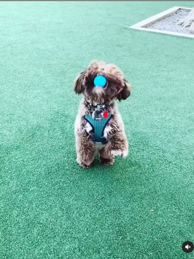 Church Square Park Dog Park - Hoboken, NJ