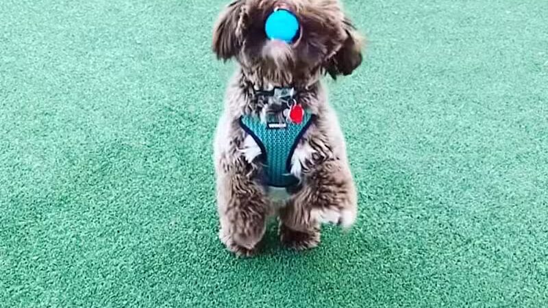 Church Square Park Dog Park - Hoboken, NJ