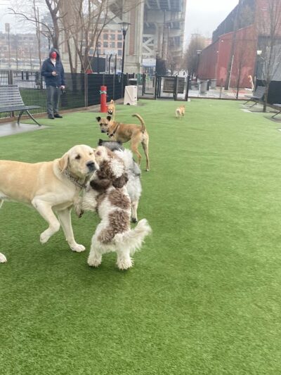 Viaduct Park Dog Park - Hoboken, NJ