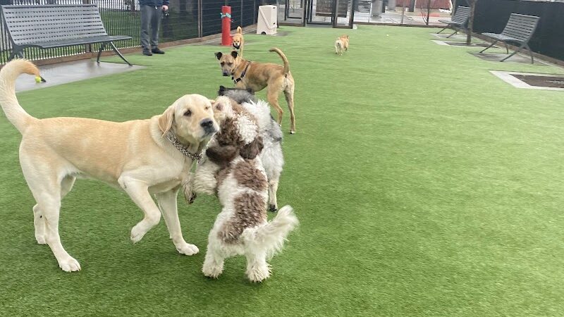 Viaduct Park Dog Park - Hoboken, NJ
