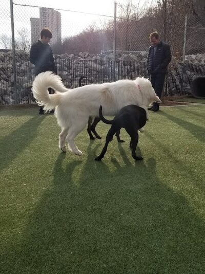 Viaduct Park Dog Park - Hoboken, NJ