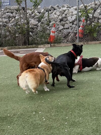 Viaduct Park Dog Park - Hoboken, NJ