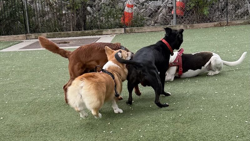 Viaduct Park Dog Park - Hoboken, NJ