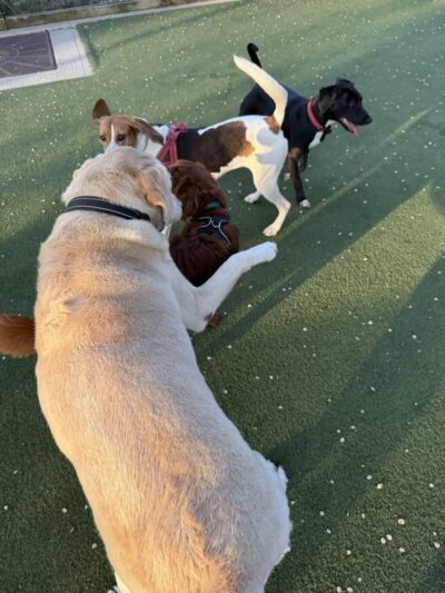Viaduct Park Dog Park - Hoboken, NJ