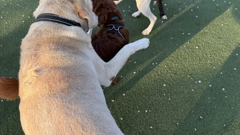 Viaduct Park Dog Park - Hoboken, NJ