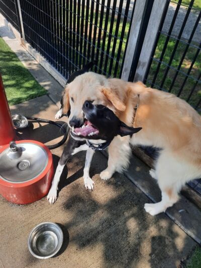 Viaduct Park Dog Park - Hoboken, NJ