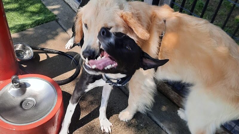 Viaduct Park Dog Park - Hoboken, NJ
