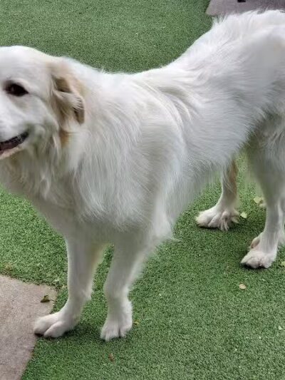 Viaduct Park Dog Park - Hoboken, NJ