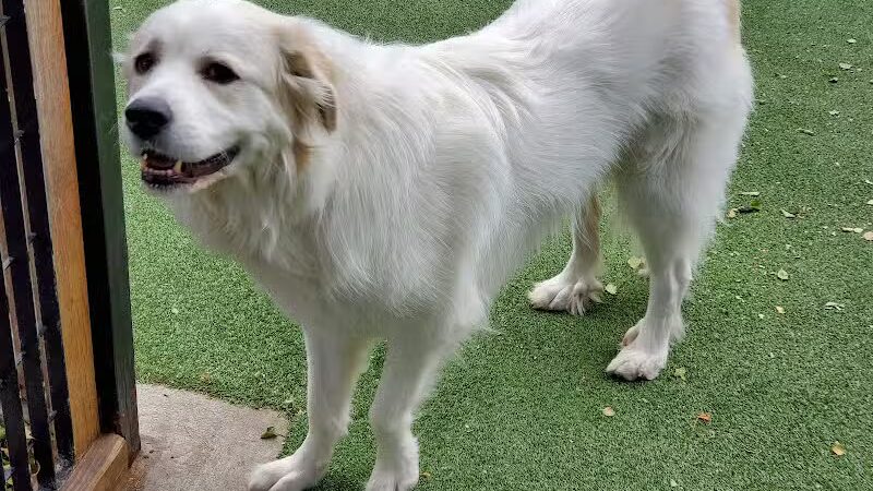 Viaduct Park Dog Park - Hoboken, NJ
