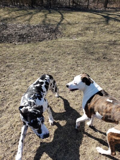 Bo's Run Dog Park - Hoffman Estates, IL