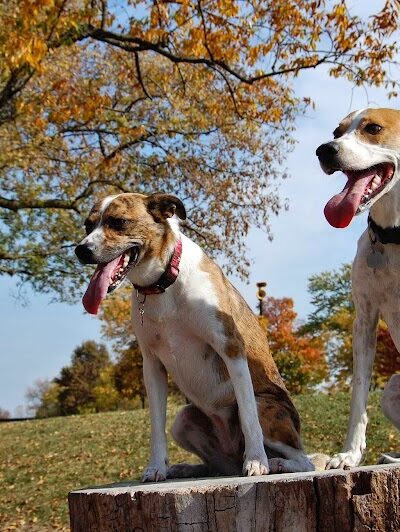 Bo's Run Dog Park - Hoffman Estates, IL