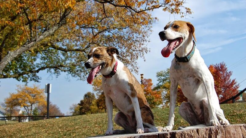 Bo's Run Dog Park - Hoffman Estates, IL