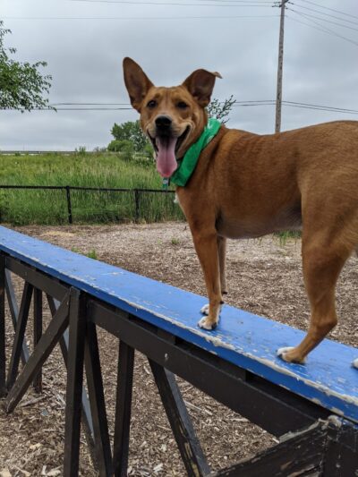 Bo's Run Dog Park - Hoffman Estates, IL
