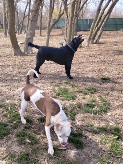 Bo's Run Dog Park - Hoffman Estates, IL