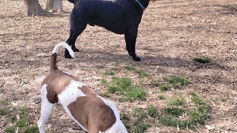 Bo's Run Dog Park - Hoffman Estates, IL