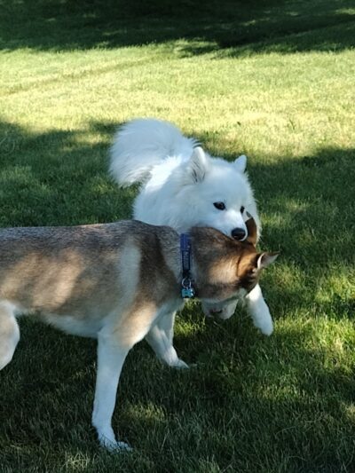Freedom Run Dog Park - Hoffman Estates, IL