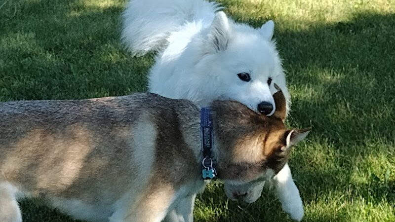 Freedom Run Dog Park - Hoffman Estates, IL