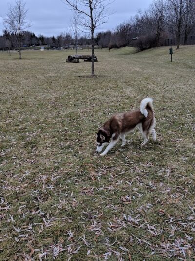 Freedom Run Dog Park - Hoffman Estates, IL