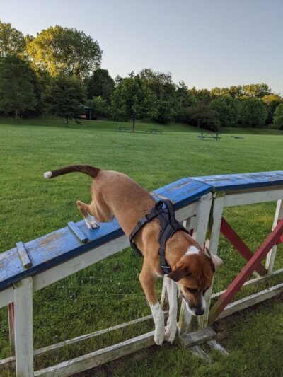 Freedom Run Dog Park - Hoffman Estates, IL