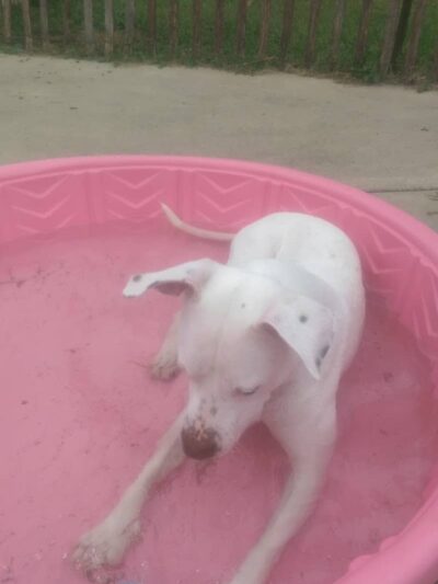 Freedom Run Dog Park - Hoffman Estates, IL