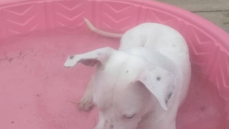 Freedom Run Dog Park - Hoffman Estates, IL