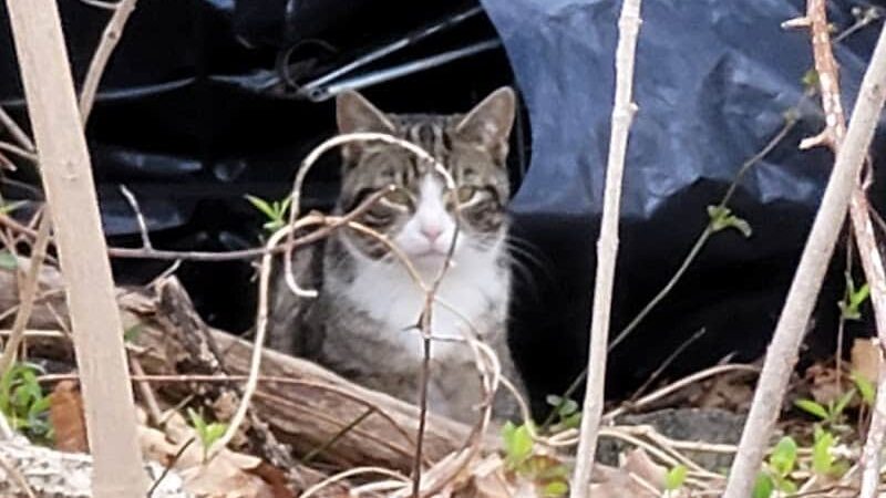 Vanderbilt Motor Parkway - Hollis Hills, NY