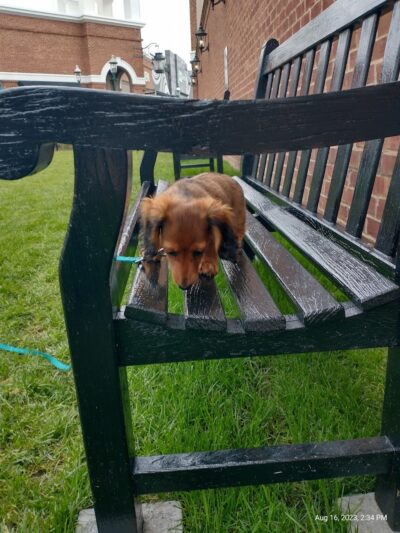 Waterfront Dog Park - Homestead, PA