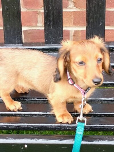 Waterfront Dog Park - Homestead, PA