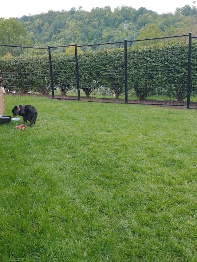 Waterfront Dog Park - Homestead, PA