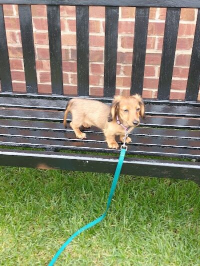 Waterfront Dog Park - Homestead, PA