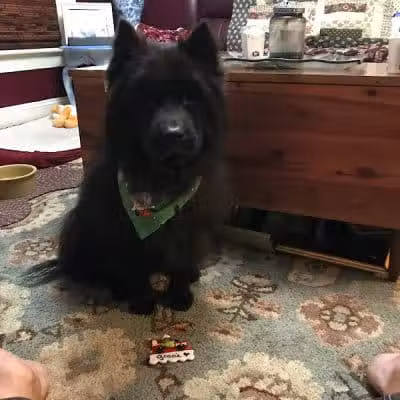 At Home Obedience - Hoosick Falls, NY