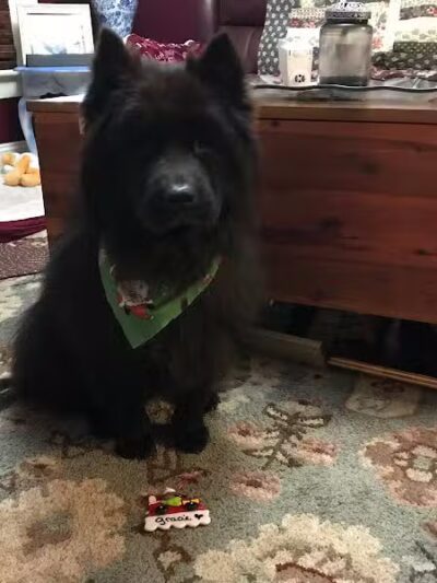 At Home Obedience - Hoosick Falls, NY