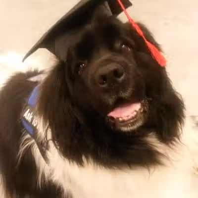At Home Obedience - Hoosick Falls, NY