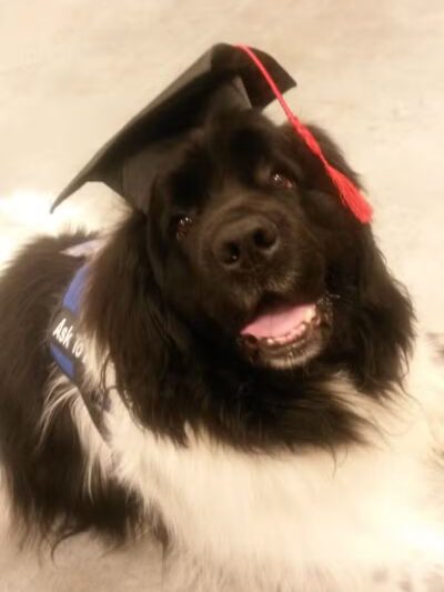 At Home Obedience - Hoosick Falls, NY