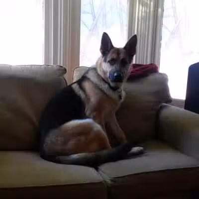 At Home Obedience - Hoosick Falls, NY