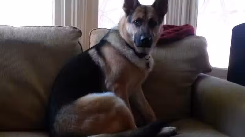 At Home Obedience - Hoosick Falls, NY