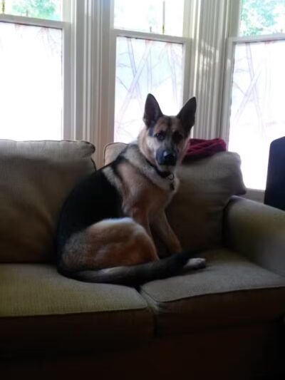 At Home Obedience - Hoosick Falls, NY