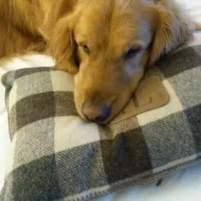 At Home Obedience - Hoosick Falls, NY