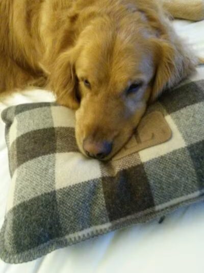 At Home Obedience - Hoosick Falls, NY