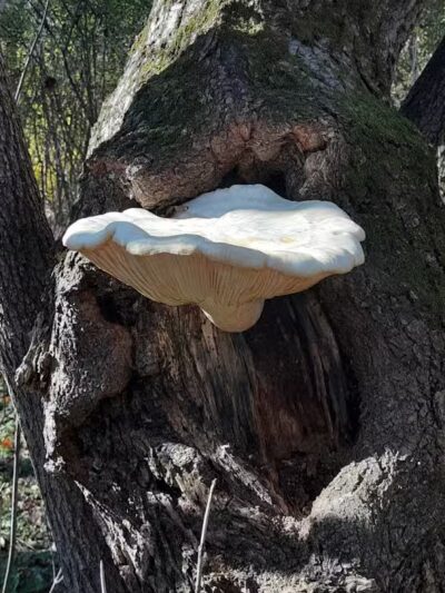 Hoosick River Greenway Access & Parking - Hoosick Falls, NY