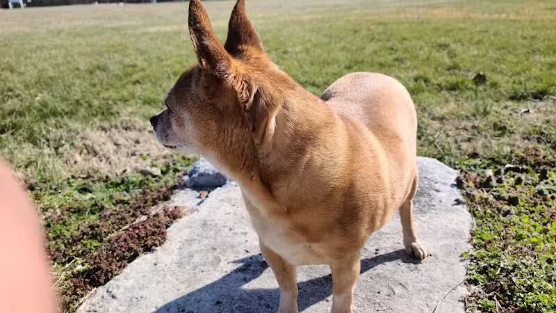 Hopkinsville Dog Park - Hopkinsville, KY