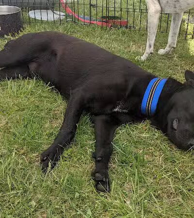 Hopkinsville Dog Park - Hopkinsville, KY