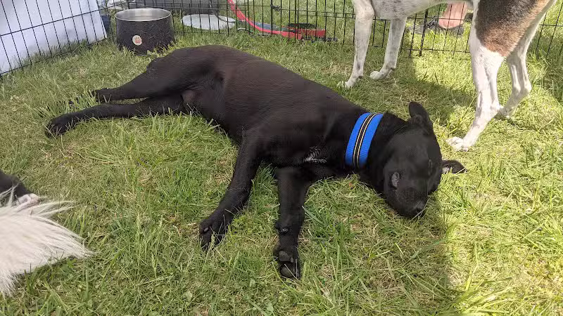 Hopkinsville Dog Park - Hopkinsville, KY