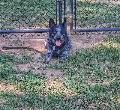 Hopkinsville Dog Park - Hopkinsville, KY