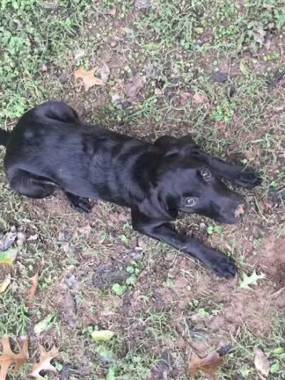 Hopkinsville Dog Park - Hopkinsville, KY