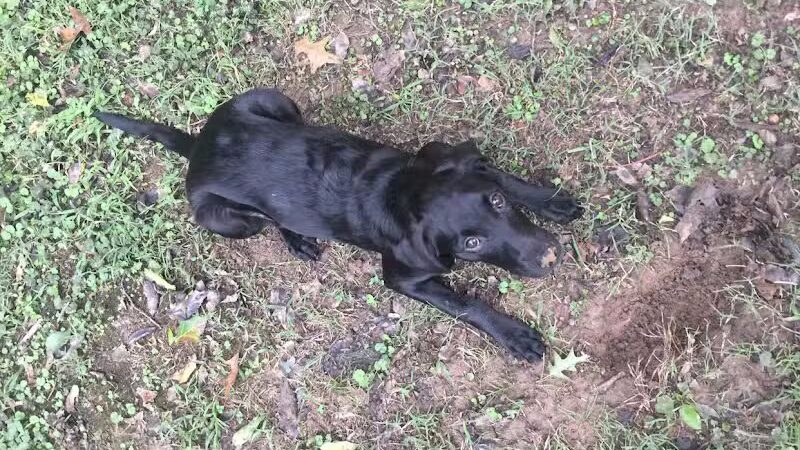 Hopkinsville Dog Park - Hopkinsville, KY