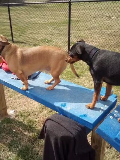 Hopkinsville Dog Park - Hopkinsville, KY